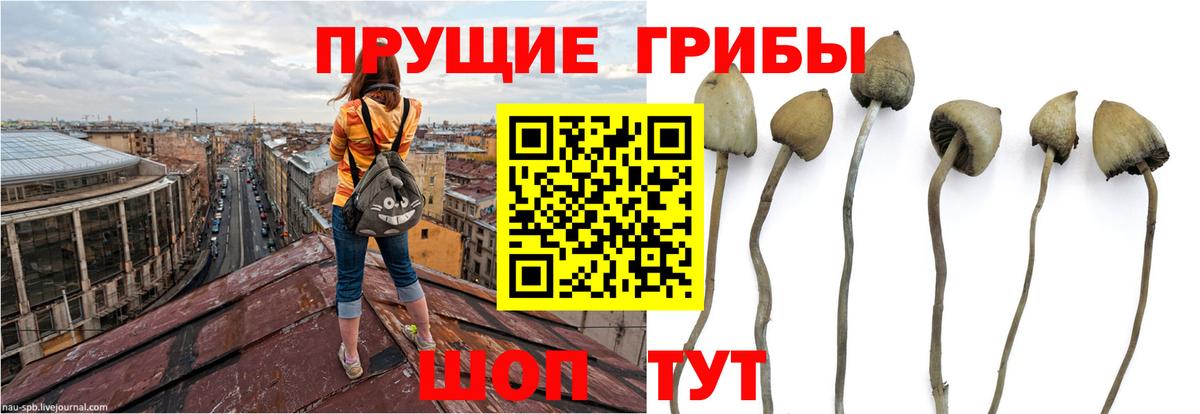 Галлюциногенные грибы GOLDEN TEACHER  Псилоцибиновые грибы мицелий  Воткинск  Вход с VPN 